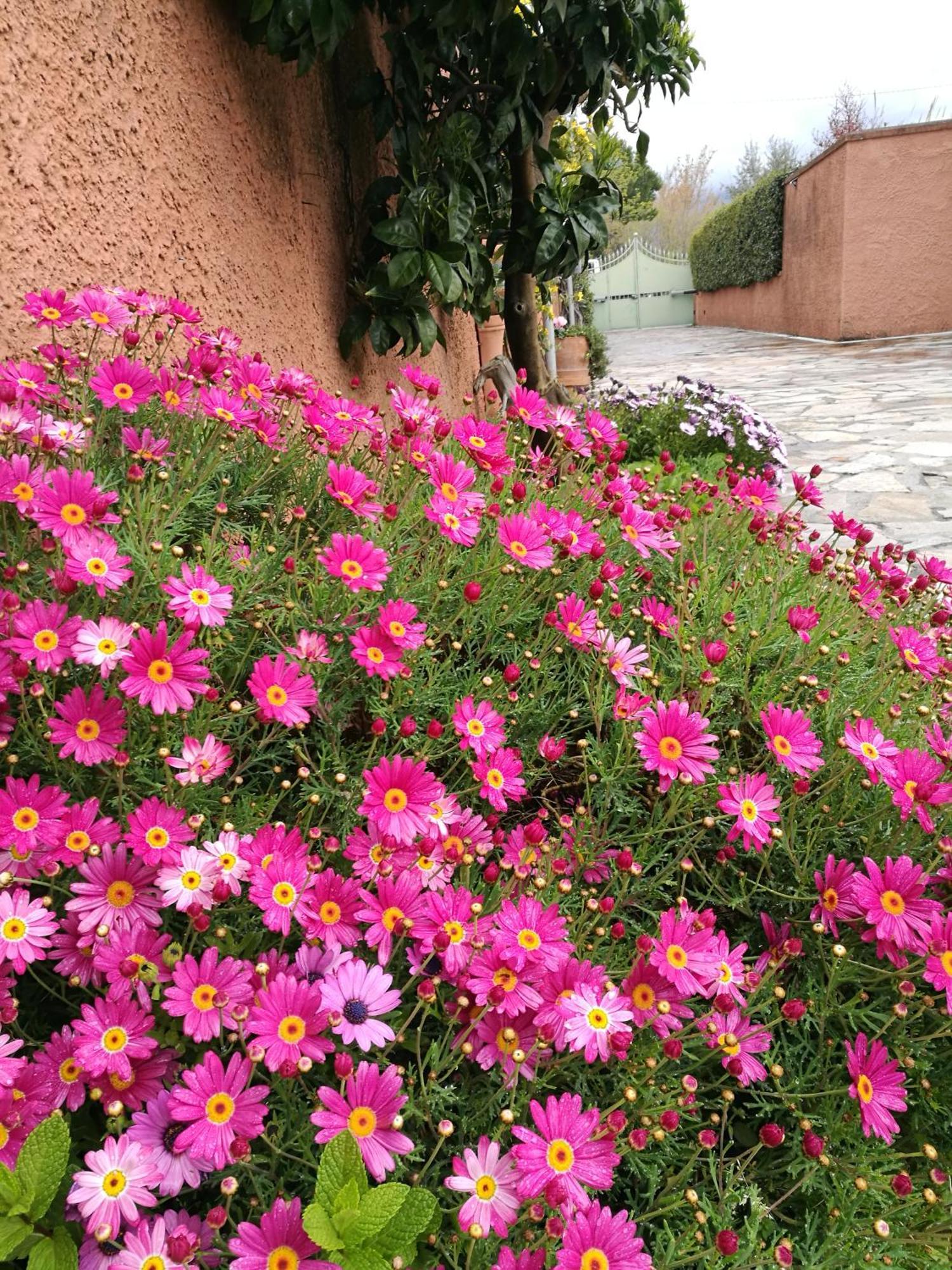 Giusy Bed And Breakfast Marina Di Carrara Exteriör bild